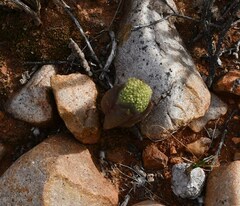 Crassula pyramidalis