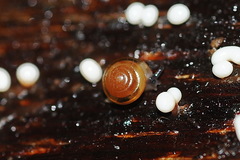 Euconulus fulvus