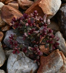 Crassula atropurpurea