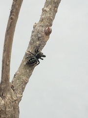 Paraphidippus aurantius