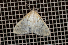 Hahncappsia pergilvalis
