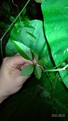 Causonis corniculata