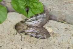 Pseudohemihyalea labecula