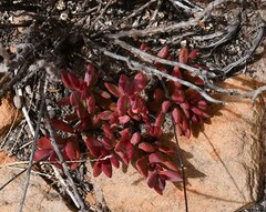 Crassula atropurpurea