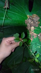 Causonis corniculata