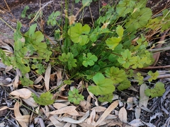 Pelargonium elongatum
