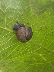 Fruticicola fruticum