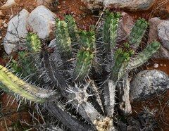 Euphorbia heptagona