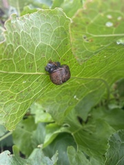 Fruticicola fruticum