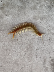 Scolopendra