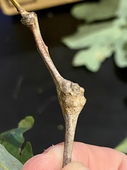 Callirhytis clavula