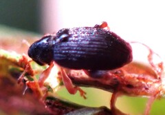 Isochnus sequensi