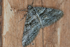 Prionomelia spododea