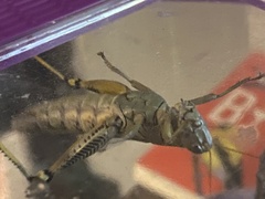Melanoplus