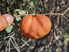 Andricus quercuscalifornicus