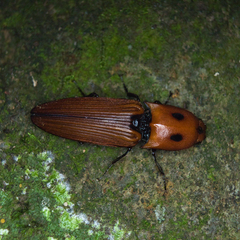 Hemirhipus bimaculatus
