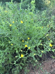 Heterotheca subaxillaris