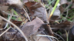Acanthocephala terminalis