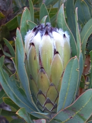 Protea laurifolia