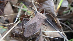 Acanthocephala terminalis