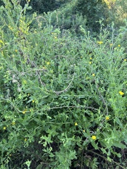 Heterotheca subaxillaris