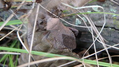 Acanthocephala terminalis