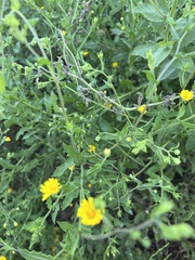 Heterotheca subaxillaris