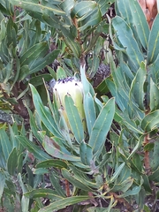 Protea laurifolia