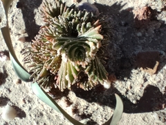 Crassula alpestris