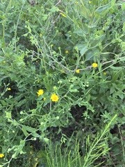 Heterotheca subaxillaris