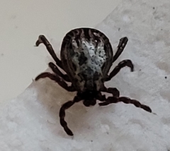Dermacentor reticulatus