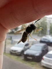 Vespula vulgaris