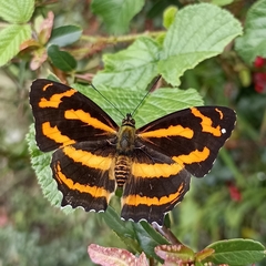 Symbrenthia niphanda