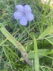 Ruellia humilis