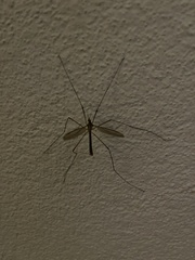 Tipula paludosa