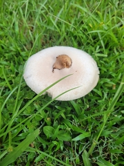 Chlorophyllum molybdites