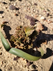Crassula alpestris