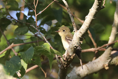 Empidonax flaviventris