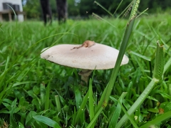 Chlorophyllum molybdites