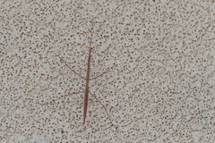 Parabacillus coloradus
