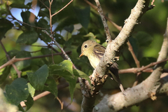 Empidonax flaviventris