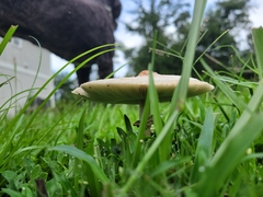 Chlorophyllum molybdites