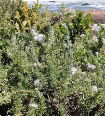 Eriocephalus racemosus