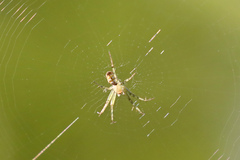 Mangora