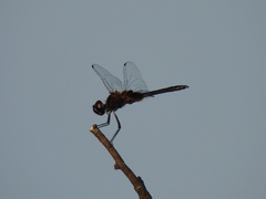 Macrodiplax balteata