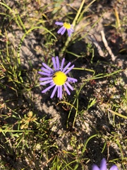 Felicia tenella