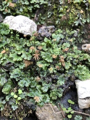 Marchantia polymorpha ruderalis