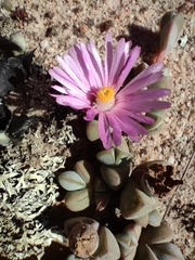 Braunsia maximilianii