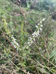 Melilotus albus