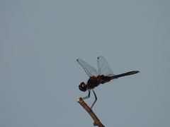 Macrodiplax balteata